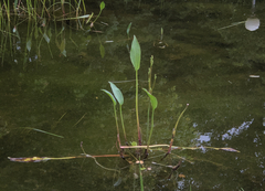 Alisma lanceolatum