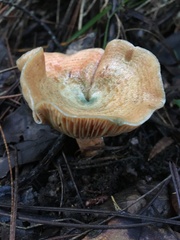 Lactarius deliciosus