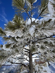 Pinus flexilis