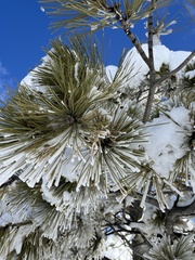 Pinus flexilis