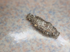 Phereoeca