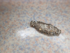 Phereoeca