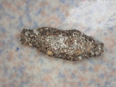 Phereoeca