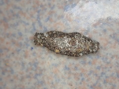 Phereoeca