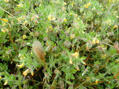 Lotus suaveolens