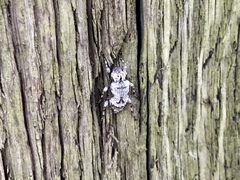 Leptostylus asperatus