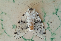 Lichnoptera decora
