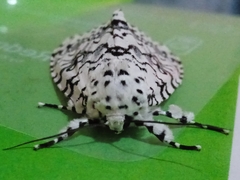Lichnoptera decora