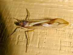 Platycentropus radiatus