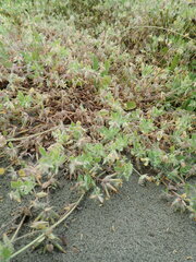 Lotus suaveolens