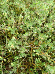 Lotus suaveolens