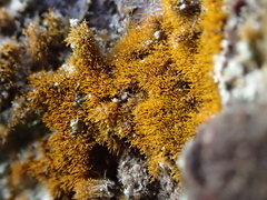 Trentepohlia