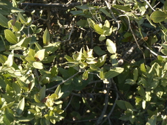 Phillyrea latifolia