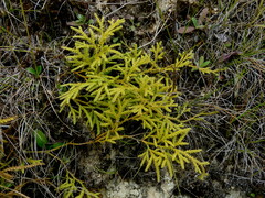 Lycopodium volubile