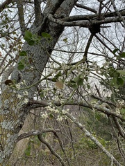 Phoradendron leucarpum