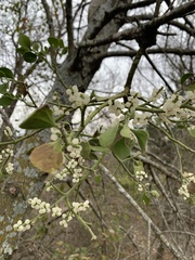 Phoradendron leucarpum