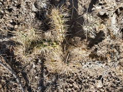 Cylindropuntia echinocarpa