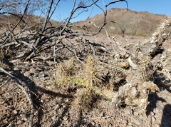Cylindropuntia echinocarpa