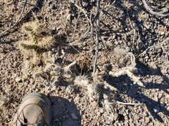Cylindropuntia echinocarpa
