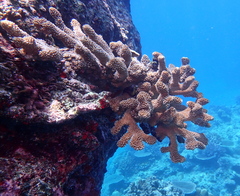 Pocillopora grandis