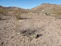 Cylindropuntia echinocarpa