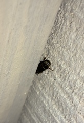 Melandryidae