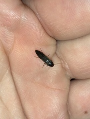 Melandryidae