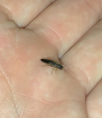Melandryidae