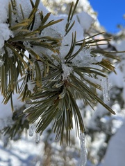 Pinus flexilis