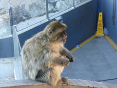 Macaca sylvanus