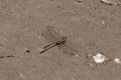 Austrogomphus guerini