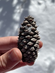 Pinus flexilis