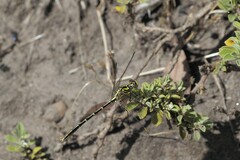 Austrogomphus guerini