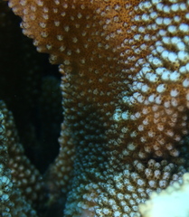 Pocillopora grandis