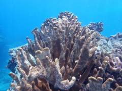 Pocillopora grandis