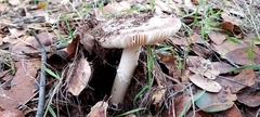 Amanita calyptratoides