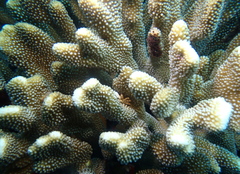 Pocillopora grandis