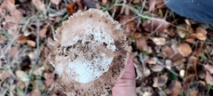 Amanita calyptratoides
