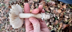 Amanita calyptratoides