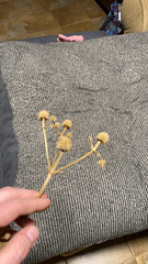 Eryngium yuccifolium