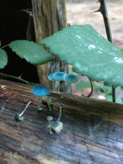 Mycena cyanocephala