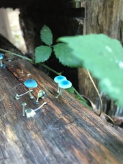 Mycena cyanocephala