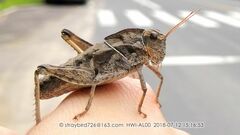 Haplotropis brunneriana