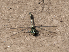 Austrogomphus guerini