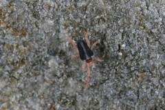 Eupodes