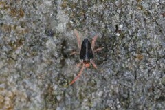 Eupodes