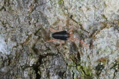 Eupodes