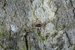 Eupodes