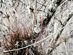 Tillandsia bartramii