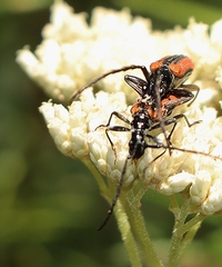 Stenoderus suturalis